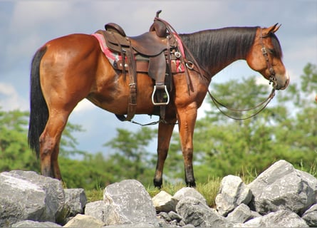 American Quarter Horse, Merrie, 5 Jaar, 150 cm, Roodbruin
