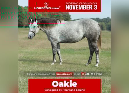 American Quarter Horse, Merrie, 5 Jaar, 150 cm, Schimmel