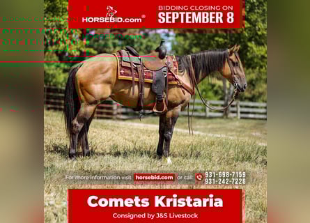 American Quarter Horse, Merrie, 5 Jaar, 152 cm, Falbe