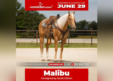 American Quarter Horse, Merrie, 5 Jaar, 152 cm, Palomino