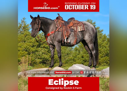 American Quarter Horse Mix, Merrie, 5 Jaar, 152 cm, Roan-Blue