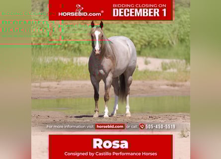 American Quarter Horse, Merrie, 5 Jaar, 152 cm, Roan-Red