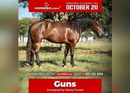 American Quarter Horse, Merrie, 5 Jaar, 152 cm, Roodbruin