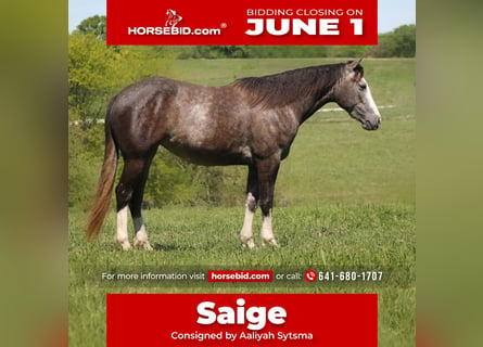 American Quarter Horse, Merrie, 5 Jaar, 152 cm, Schimmel