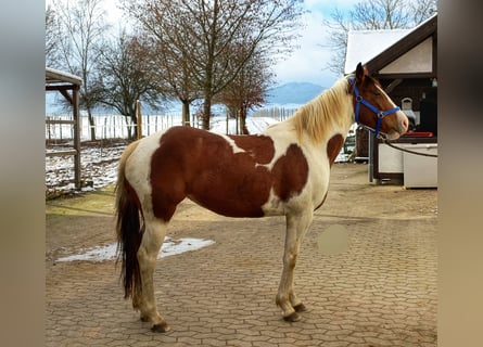 American Quarter Horse Mix, Merrie, 5 Jaar, 153 cm, Gevlekt-paard