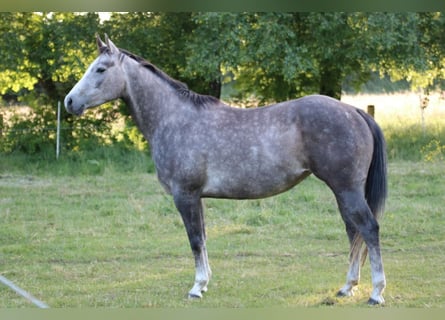 American Quarter Horse, Merrie, 5 Jaar, 153 cm, Schimmel