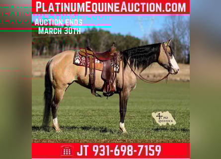 American Quarter Horse, Merrie, 5 Jaar, 155 cm, Buckskin