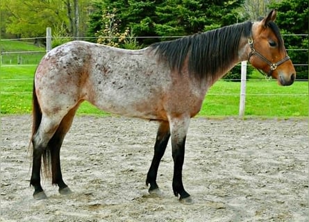 American Quarter Horse, Merrie, 5 Jaar, 155 cm, Roan-Bay
