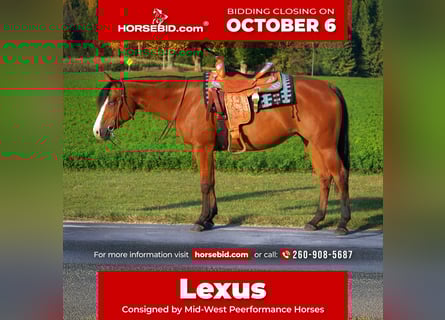 American Quarter Horse, Merrie, 5 Jaar, 155 cm, Roodbruin