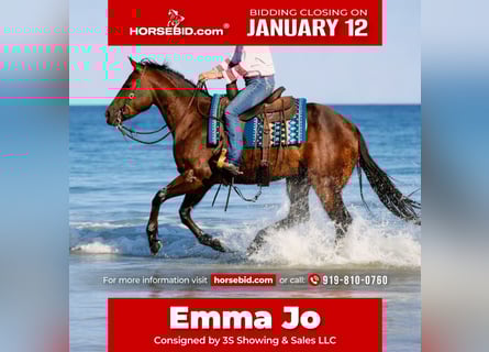 American Quarter Horse, Merrie, 5 Jaar, 160 cm, Roodbruin