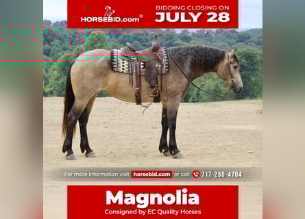 American Quarter Horse Mix, Merrie, 5 Jaar, 163 cm, Buckskin