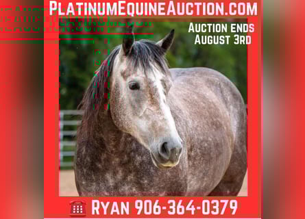 American Quarter Horse, Merrie, 5 Jaar, Appelschimmel