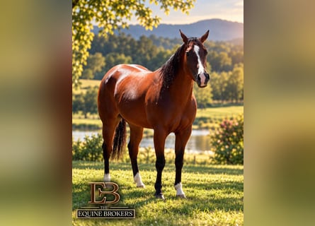 American Quarter Horse, Merrie, 5 Jaar, Donkerbruin
