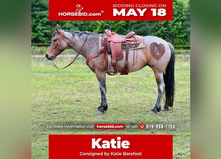 American Quarter Horse, Merrie, 5 Jaar, Roan-Bay