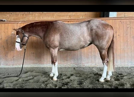 American Quarter Horse, Merrie, 5 Jaar, Roan-Red