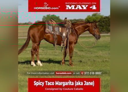 American Quarter Horse, Merrie, 5 Jaar, Roodvos