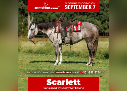 American Quarter Horse, Merrie, 5 Jaar, Schimmel