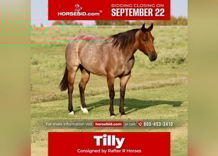 American Quarter Horse, Merrie, 6 Jaar, 142 cm, Roan-Bay