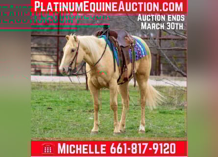 American Quarter Horse, Merrie, 6 Jaar, 145 cm, Palomino