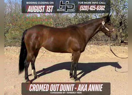American Quarter Horse, Merrie, 6 Jaar, 145 cm, Roodbruin