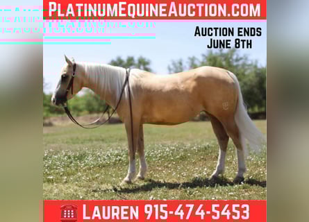 American Quarter Horse, Merrie, 6 Jaar, 147 cm, Palomino