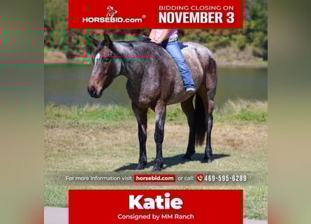 American Quarter Horse, Merrie, 6 Jaar, 147 cm, Roan-Bay