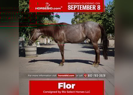 American Quarter Horse, Merrie, 6 Jaar, 147 cm, Roan-Red