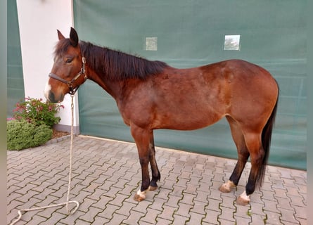 American Quarter Horse, Merrie, 6 Jaar, 148 cm, Brauner