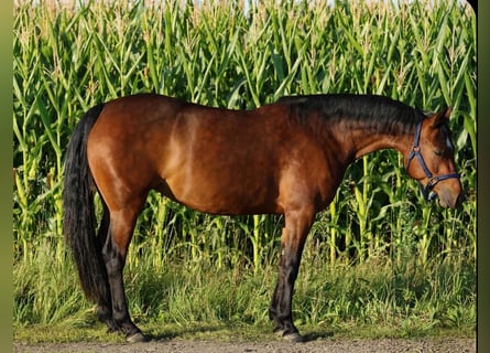 American Quarter Horse, Merrie, 6 Jaar, 148 cm, Bruin