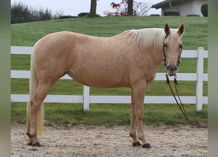 American Quarter Horse, Stute, 6 Jahre, 148 cm, Palomino