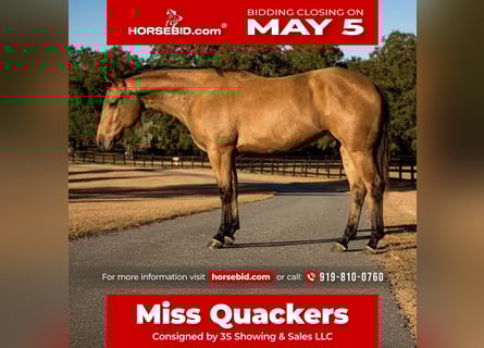American Quarter Horse, Merrie, 6 Jaar, 150 cm, Buckskin