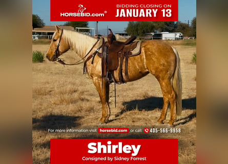 American Quarter Horse, Merrie, 6 Jaar, 150 cm, Palomino