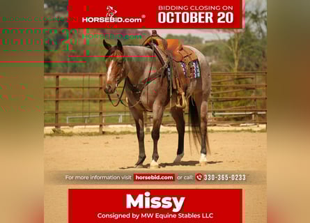 American Quarter Horse, Merrie, 6 Jaar, 150 cm, Roan-Bay