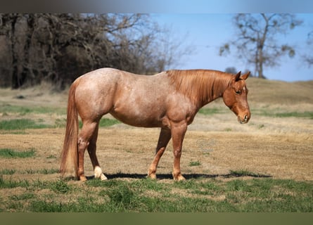 American Quarter Horse, Merrie, 6 Jaar, 150 cm, Roan-Red