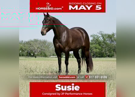 American Quarter Horse, Merrie, 6 Jaar, 150 cm, Roodbruin
