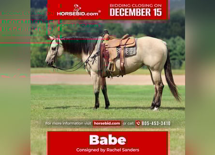 American Quarter Horse, Merrie, 6 Jaar, 152 cm, Buckskin