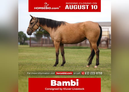 American Quarter Horse, Merrie, 6 Jaar, 152 cm, Buckskin