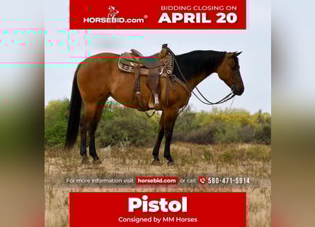 American Quarter Horse, Merrie, 6 Jaar, 152 cm, Falbe