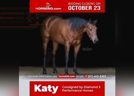 American Quarter Horse, Merrie, 6 Jaar, 152 cm, Roodbruin