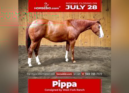 American Quarter Horse, Merrie, 6 Jaar, 152 cm, Roodvos