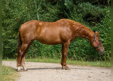 American Quarter Horse, Merrie, 6 Jaar, 154 cm, Vos