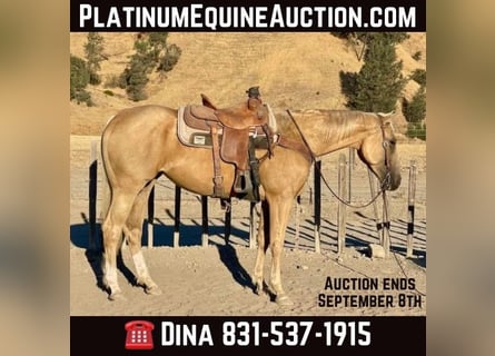 American Quarter Horse, Merrie, 6 Jaar, 155 cm, Palomino