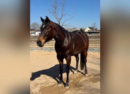 American Quarter Horse, Merrie, 6 Jaar, 156 cm, Donkerbruin