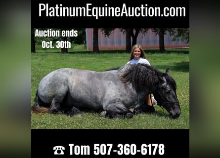American Quarter Horse, Merrie, 6 Jaar, 168 cm, Roan-Blue