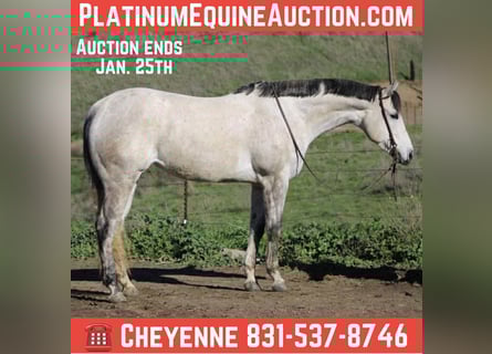 American Quarter Horse, Merrie, 6 Jaar, 168 cm, Schimmel