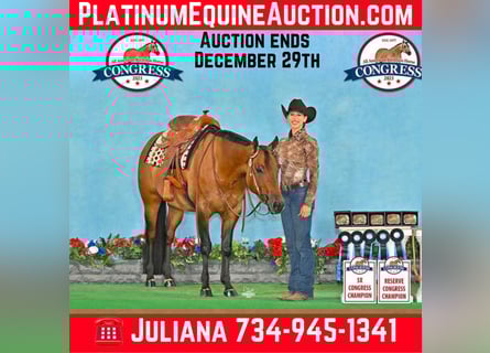 American Quarter Horse, Merrie, 6 Jaar, Falbe