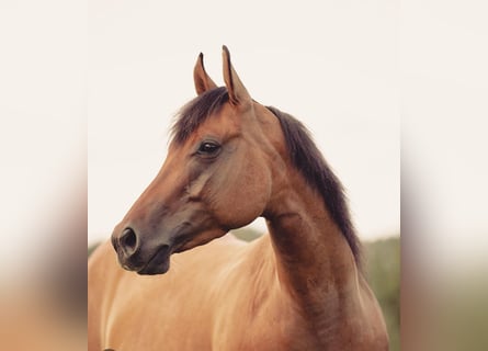 American Quarter Horse, Merrie, 6 Jaar, Falbe