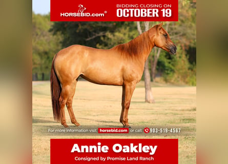 American Quarter Horse, Merrie, 6 Jaar, Red Dun