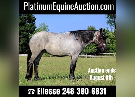 American Quarter Horse, Merrie, 6 Jaar, Roan-Blue