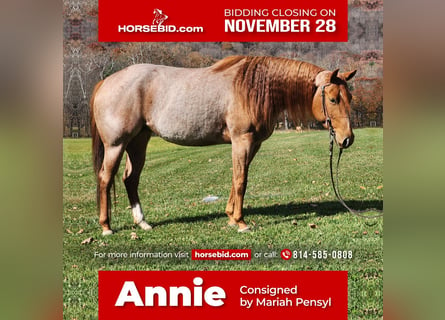 American Quarter Horse, Merrie, 6 Jaar, Roan-Red